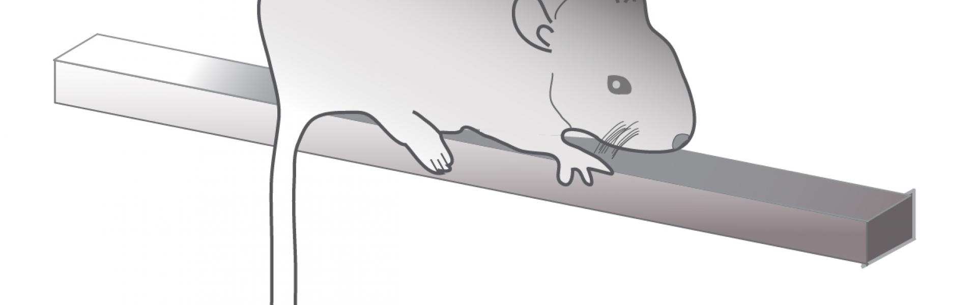 Neuroscientists identify distinct circuits in the brain that maintain